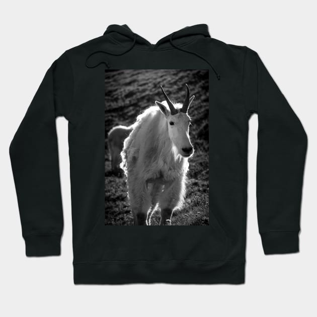 Mountain Goat Hoodie by jonesing